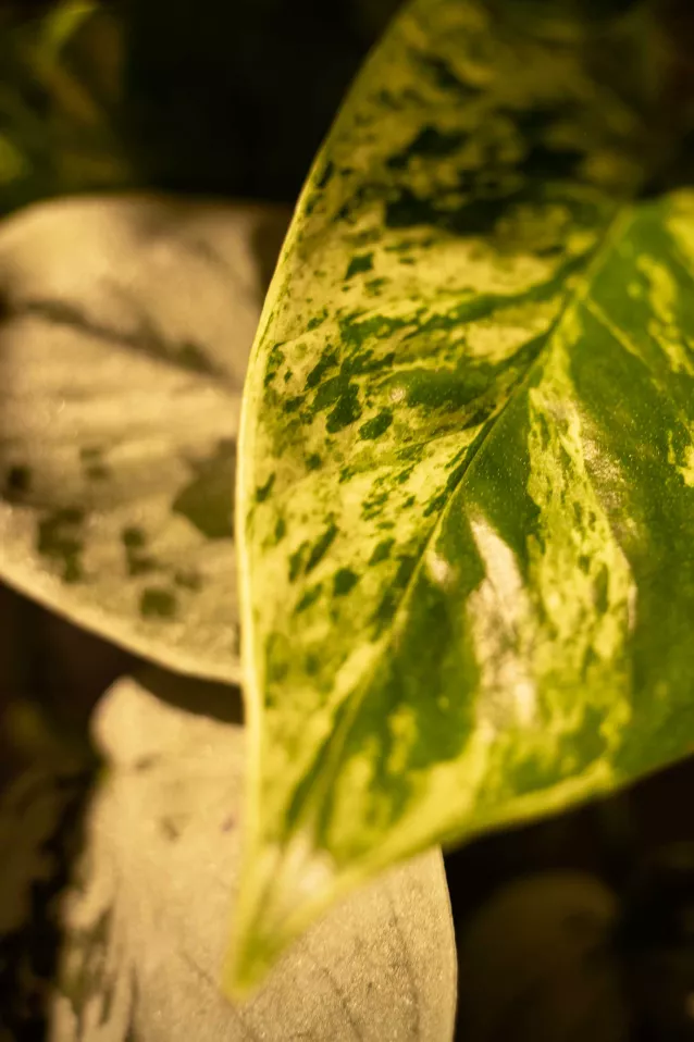 Planten